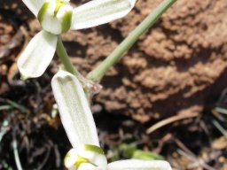 Albuca setosa