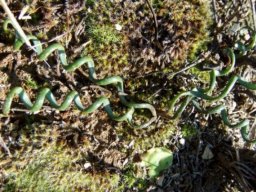 Albuca viscosa