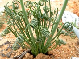 Albuca spiralis leaves and lower stem parts