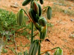 Albuca spiralis inflorescence