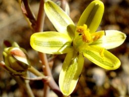 Albuca suaveolens flower