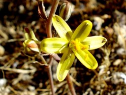 Albuca suaveolens