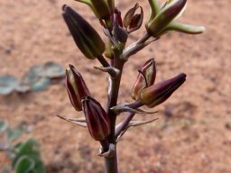 Albuca suaveolens, a darkened raceme