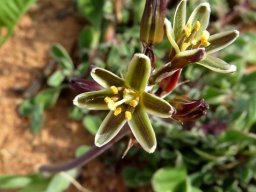 Albuca suaveolens old flowers facing up