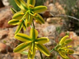 Albuca suaveolens inflorescence