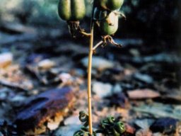Albuca viscosa fruit