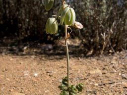 Albuca viscosa flowering