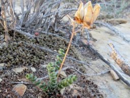 Albuca viscosa open capsule