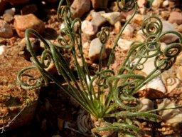 Albuca viscosa lush leaves