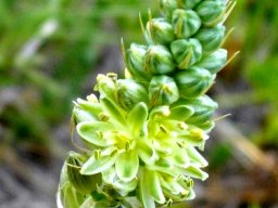 Albuca virens subsp. virens raceme