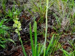 Albuca virens subsp. virens