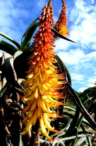 Aloe africana up-curved perianths