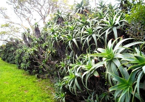 Aloe arborescens hedge