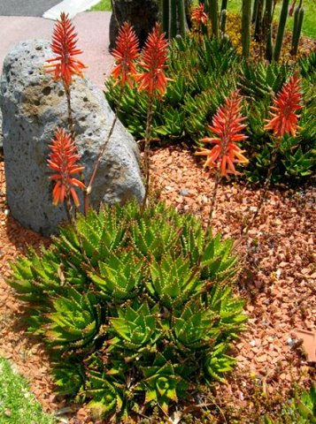 Aloe brevifolia flourishing in Australia