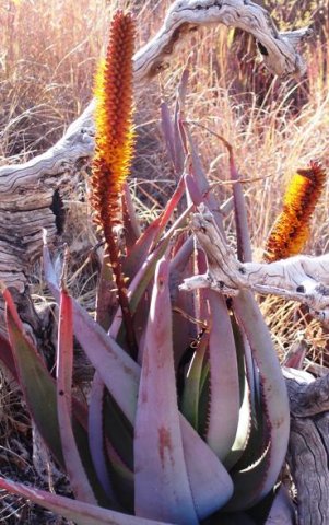 Aloe castanea