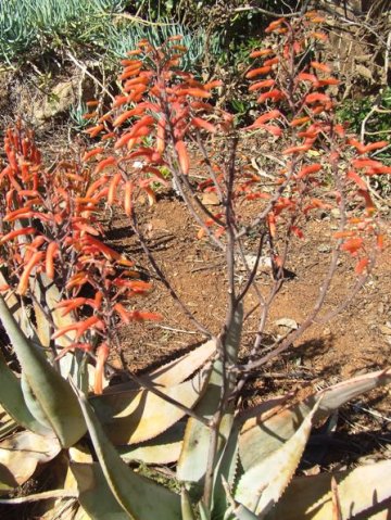 Aloe chabaudii var. chabaudii