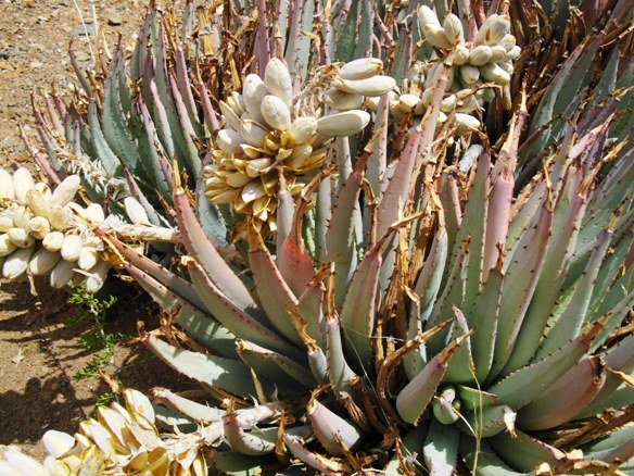 Aloe claviflora