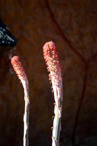 Aloe comosa young inflorescence