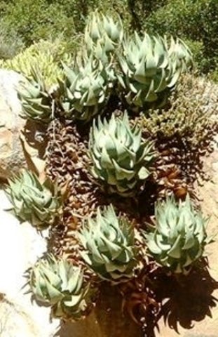 Aloe comptonii