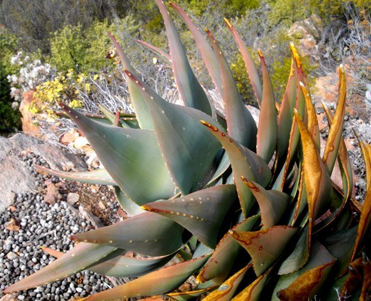 Aloe comptonii leaves