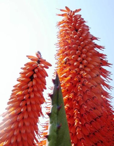 Aloe ferox inflorescence
