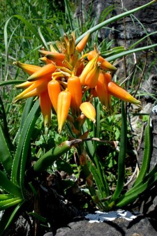 Aloe fouriei inflorescence