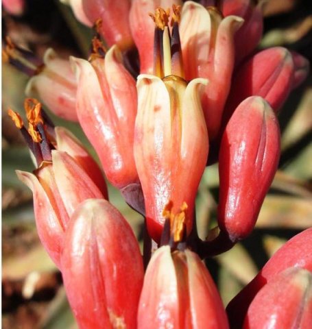 Aloe globuligemma fleshy flowers