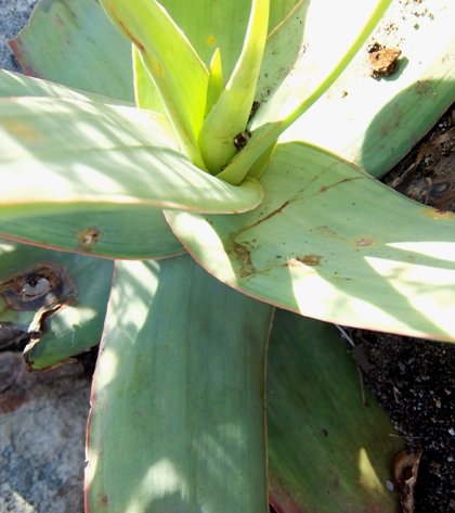 Aloe kouebokkeveldensis leaves