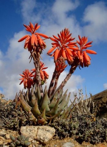 Aloe krapohliana flowering well