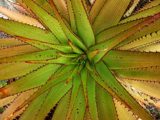 Aloe lineata var. muirii, the streepaalwyn