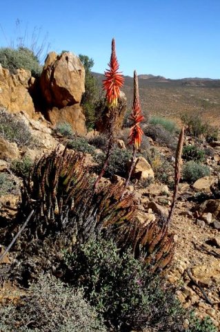 Aloe melanacantha in bloom