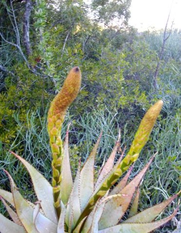 Aloe microstigma getting ready