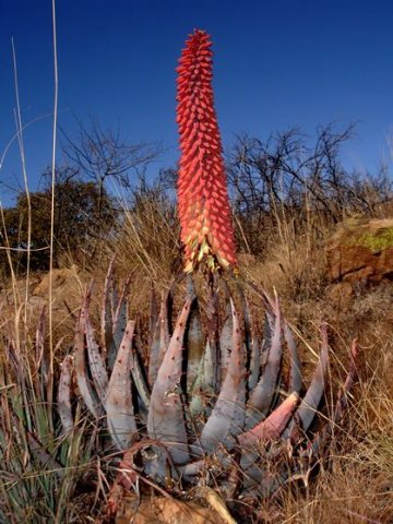 Aloe peglerae flowers opening
