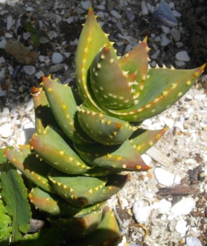 Aloe perfoliata
