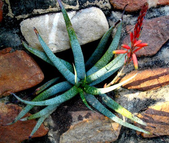 Aloe pictifolia