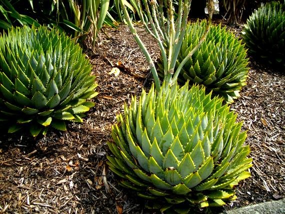 Aloe polyphylla: Do not sit here!