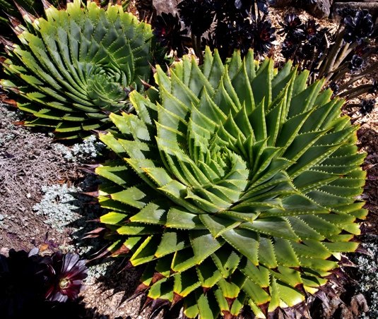 Aloe polyphylla