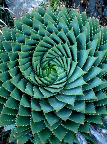 Aloe polyphylla, the famous spiral