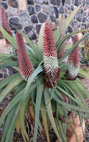 Aloe speciosa abundance