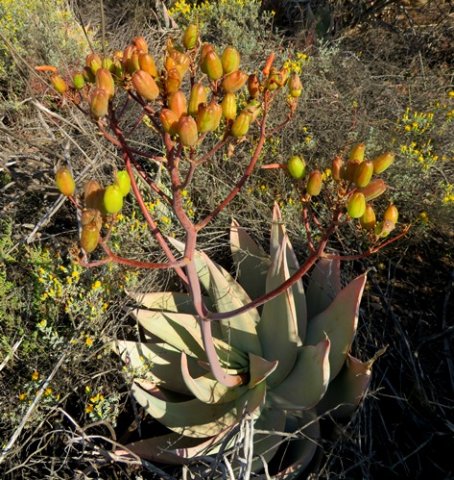 Aloe striata many fruits
