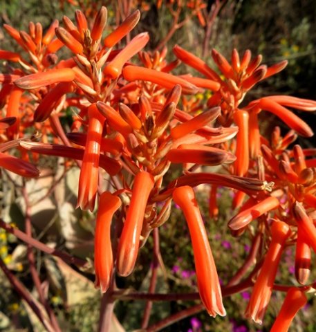 Aloe striata flowers