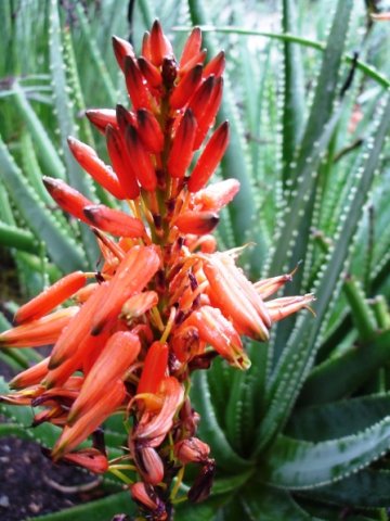 Aloe succotrina and the Yemen island, Socotra