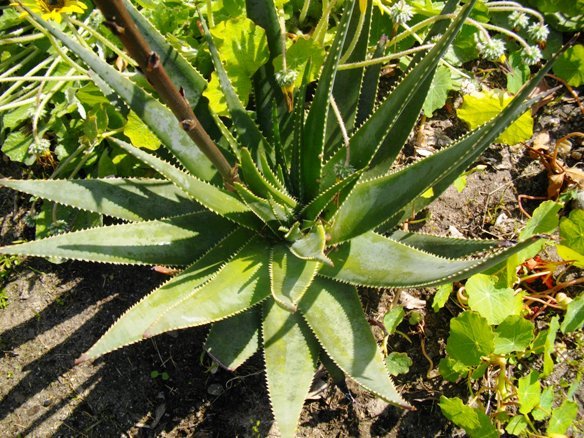 Aloe succotrina