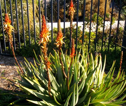 Aloe succotrina flowering suspect colour