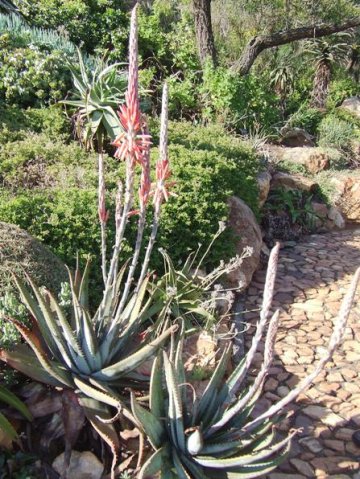 Aloe suprafoliata