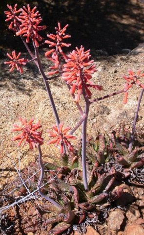 Aloe grandidentata