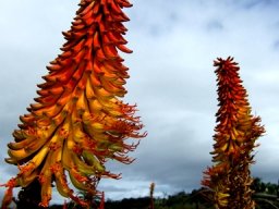 Aloe africana lopsided