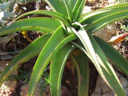 Aloe alooides