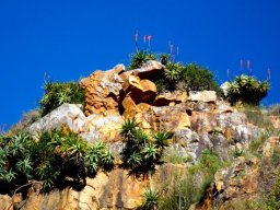 Aloe arborescens crowning a koppie