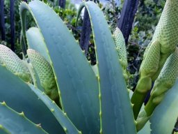 Aloe, a hybrid